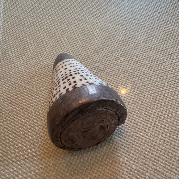 Decorative Cone Shell - Picture 2 of 5